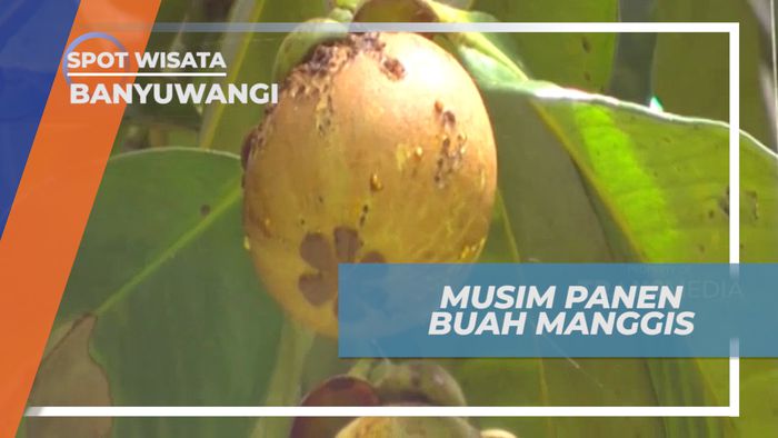 Manis Legit Buah Manggis Khas Banyuwangi yang di Buru Hingga Luar Negeri, Banyuwangi