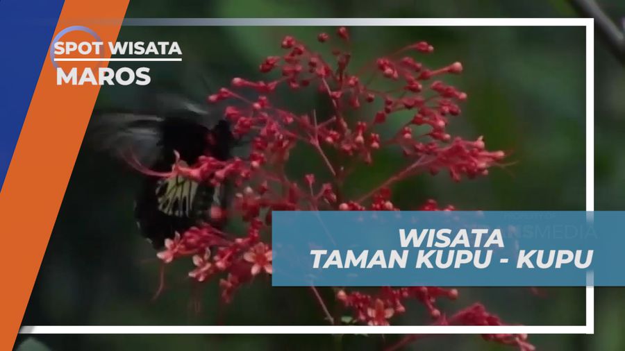 Liburan Seru, Mengunjungi taman Konservasi Beragam Kupu-kupu Cantik, Maros