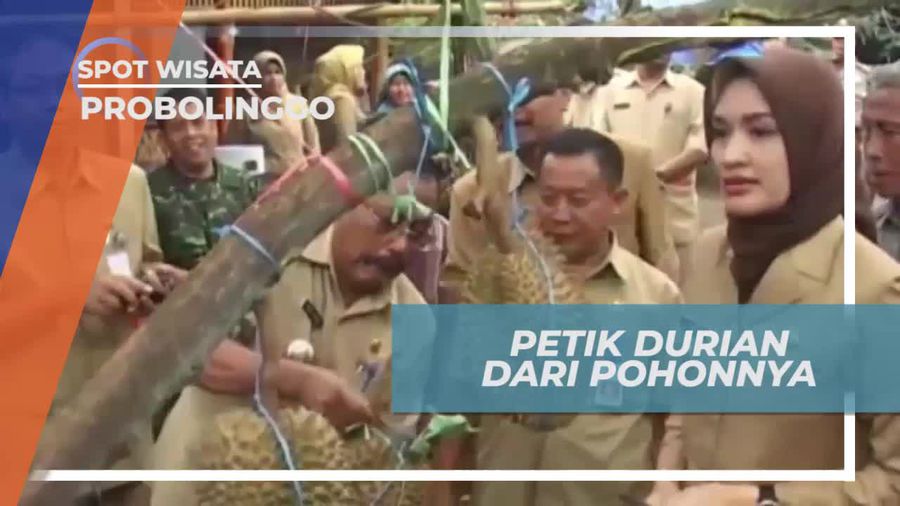 Kebun Durian Waturiti, Memiliki 17 Jenis Durian Lokal dan Luar Negeri, Probolinggo