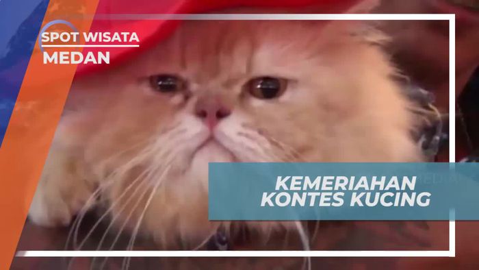 Kemeriahan Kontes Kucing, Mengenalkan Aneka Ras Kepada Masyarakat Medan