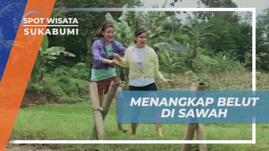 Seru-seruan, Sensasi Menangkap Belut di Sawah, Sukabumi