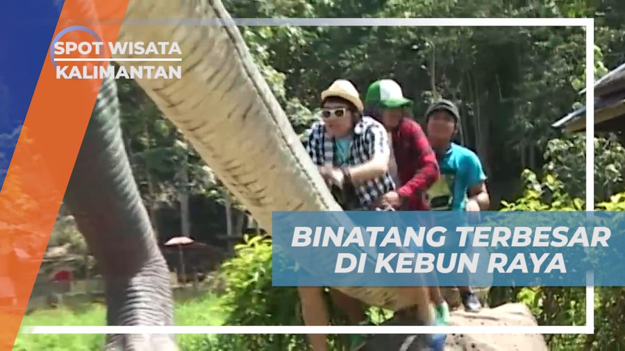Bertemu Binatang Terbesar Penghuni Kebun Raya Unmul, Samarinda