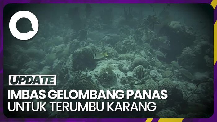 Gelombang Panas Perburuk Kerusakan Karang di Florida