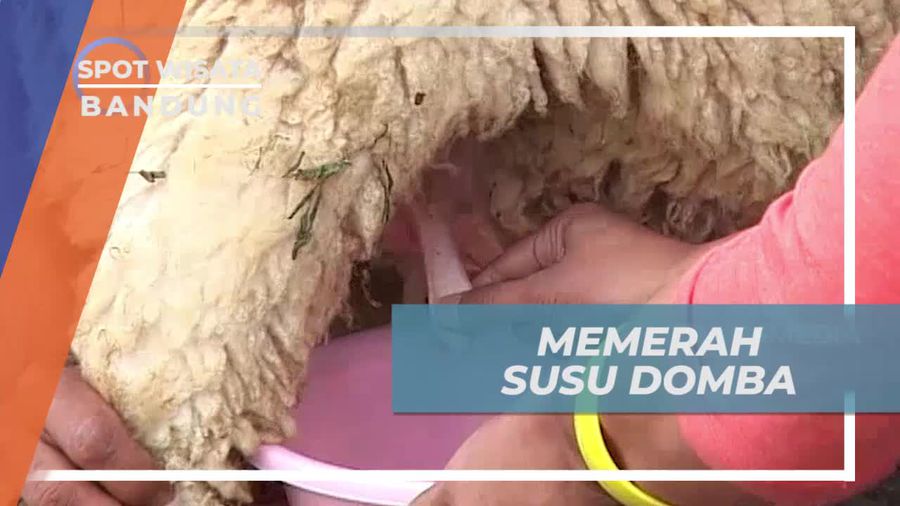 Belajar Memerah Susu Domba Bersama Ahlinya, Bandung