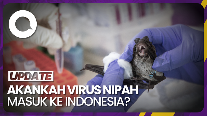 Potensi Virus Nipah Masuk ke Indonesia