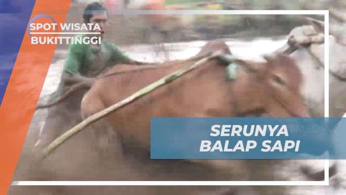 Melihat Keseruan Tradisi Adu Balap Sapi di Persawahan, Batusangkar
