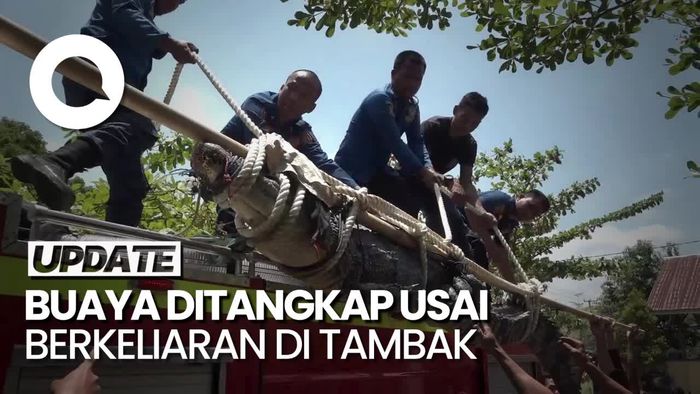 Penampakan Buaya 3,6 meter Dievakuasi Pakai Mobil Damkar di Polman