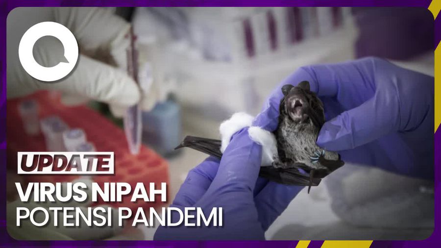 Virus Nipah Berpotensi Jadi Pandemi-Masuk ke RI
