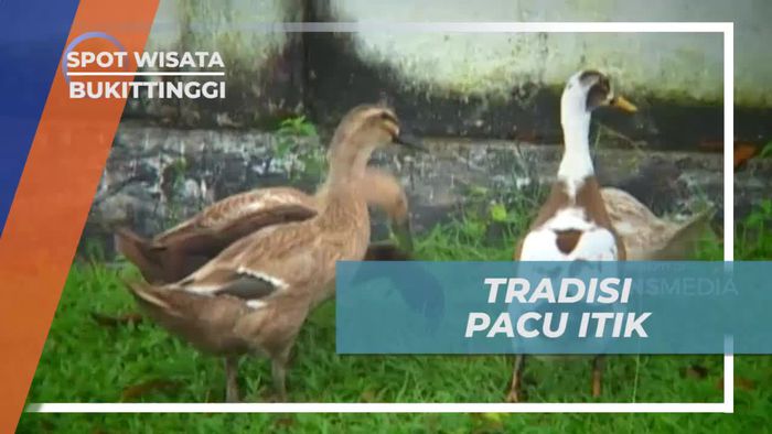 Melihat Tradisi Unik Pacu Itik di Bukittinggi