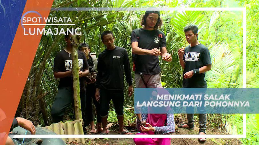 Icip-icip Salak Manis Langsung Dari Pohonnya, Lumajang