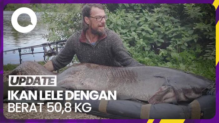 Penampakan Ikan Lele 50,8 Kg  yang Tertangkap Pemancing di Inggris
