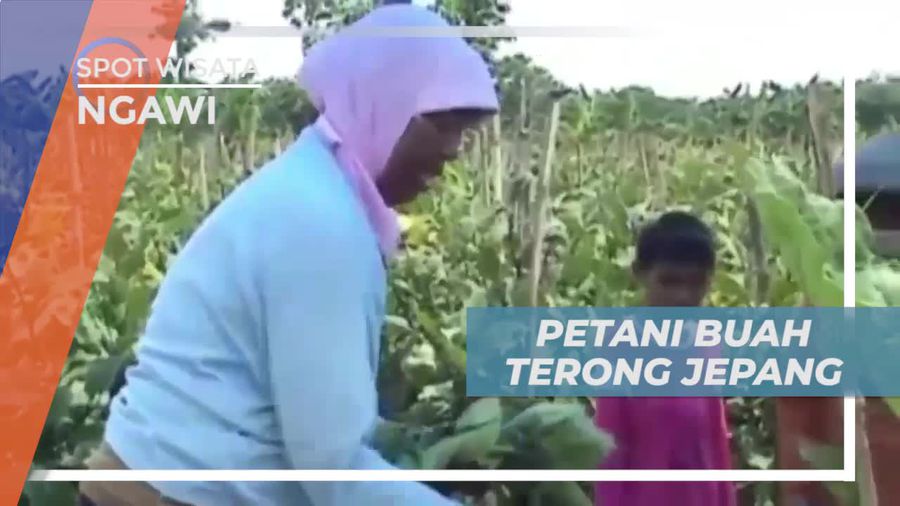 Kisah Sukses Petani Ngawi Membudidayakan Terong Jepang
