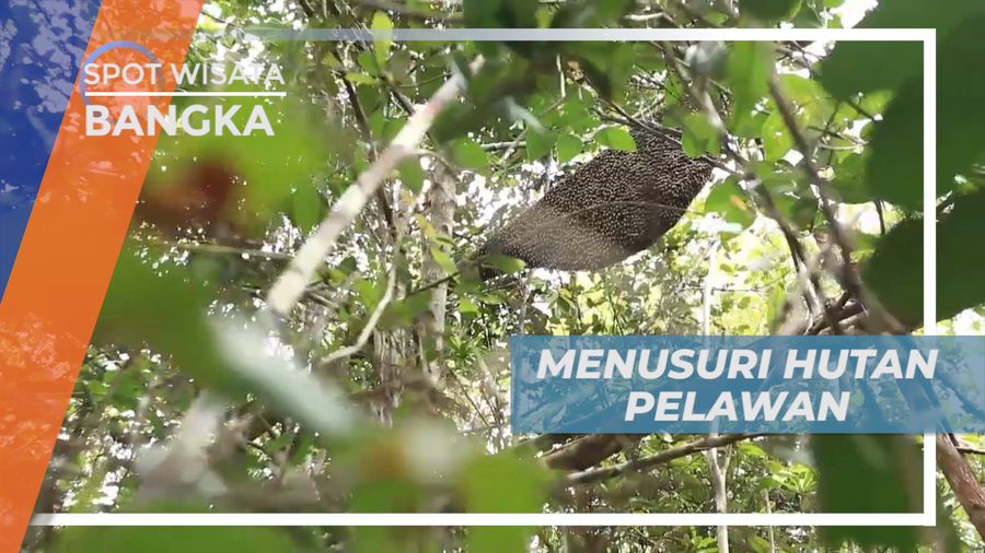 Hutan Pelawang, Menyusuri Pesona Keindahan Hutan Lindung di Pulau Bangka