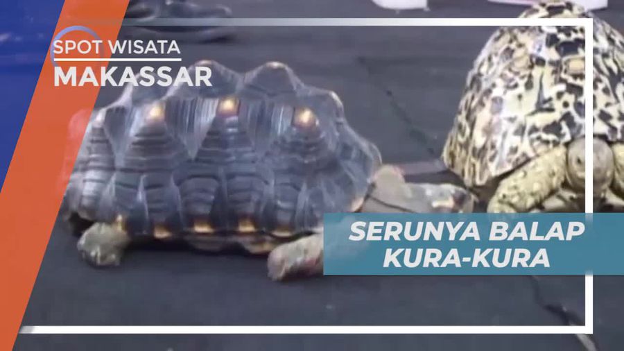 Balap Kura-kura, Rangkaian Acara Silaturahmi Komunitas Pecinta Reptil Makassar