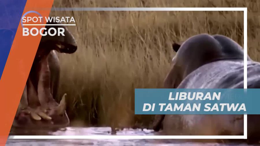 Berendam, Makan dan Santai, Melihat Gaya Hidup Kuda Nil, Bogor