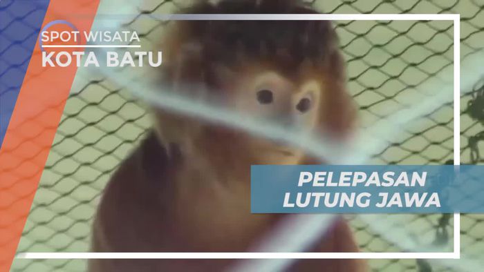 Pelepasan Lutung Jawa Untuk Memulihkan Populasi, Kota Batu