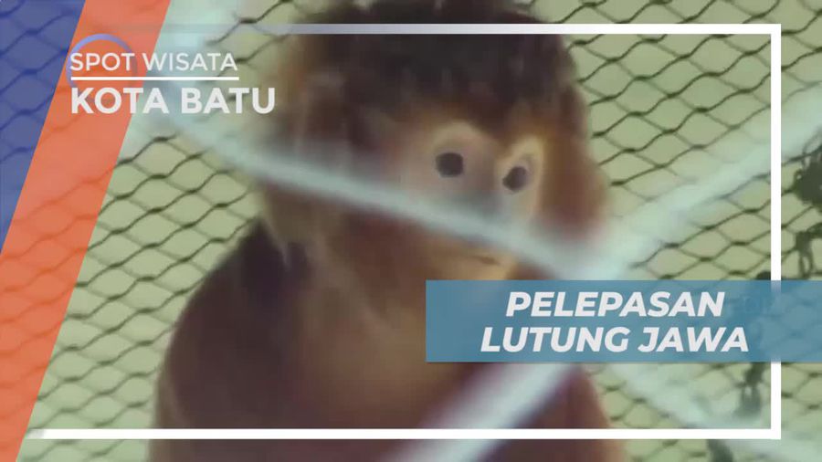 Pelepasan Lutung Jawa Untuk Memulihkan Populasi, Kota Batu