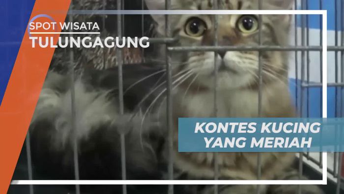 Melihat Tingkah Lucu Kucing Bengal dan Sphynx di Kontes Tulungagung