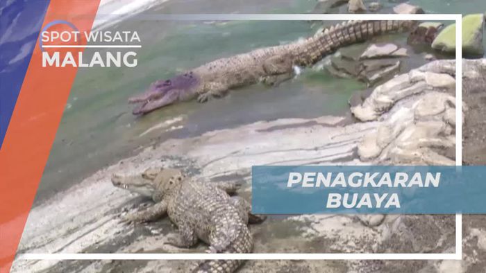 Melihat Buaya Muara, Predator yang Hidup di Habitat Perairan Air Tawar, Kota Malang