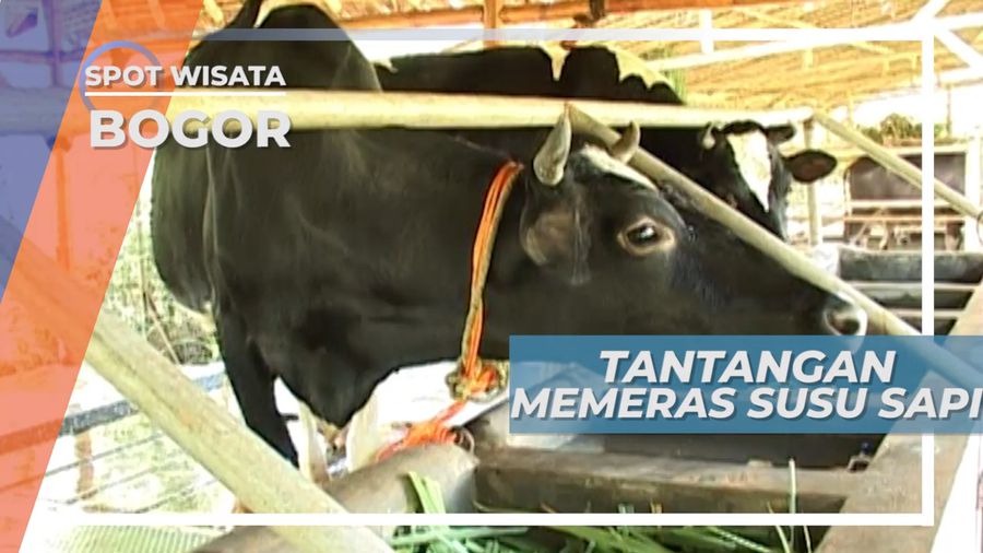 Tantangan Seru Ala COV di Taman Wisata Cibalung, Bogor