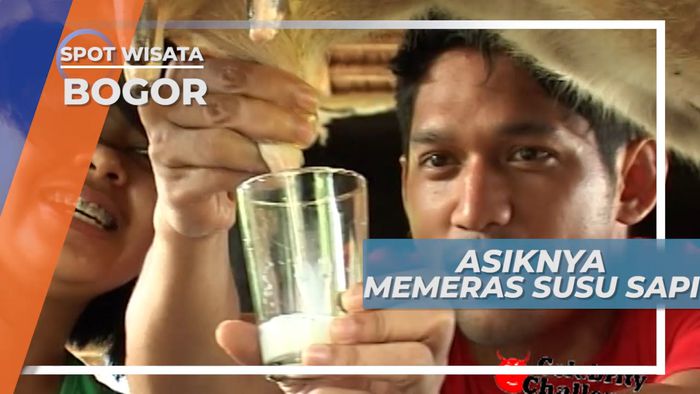 Pegalaman Seru, Memerah Susu Sapi Secara Langsung, Bogor