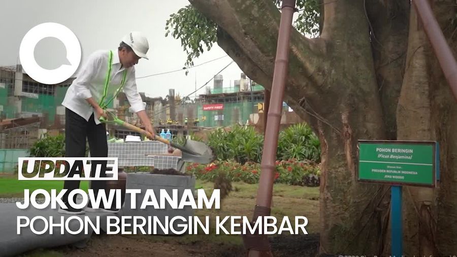 Jokowi Tanam Beringin Kembar di IKN: Simbol Keagungan