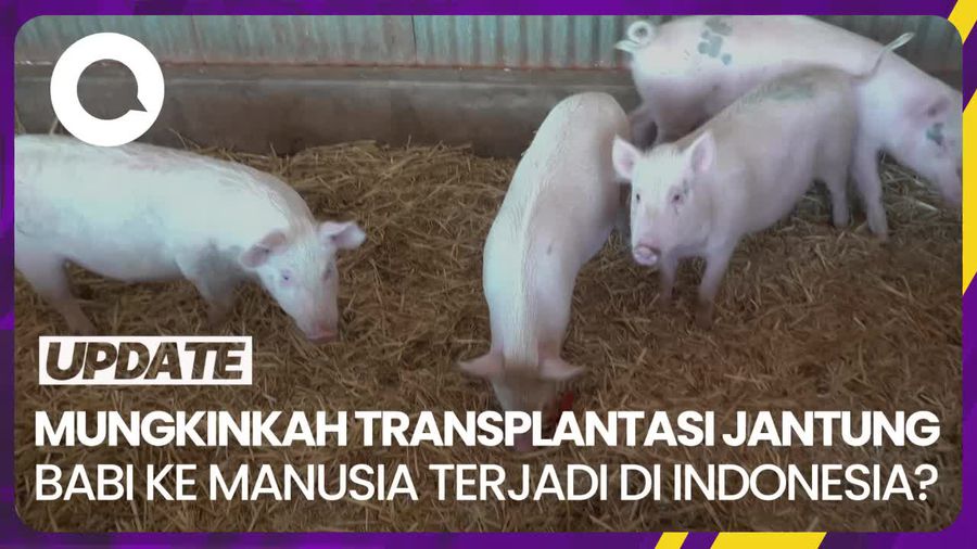 Ada Transplantasi Jantung Babi ke Manusia di AS, Apakah Mungkin Terjadi di RI?