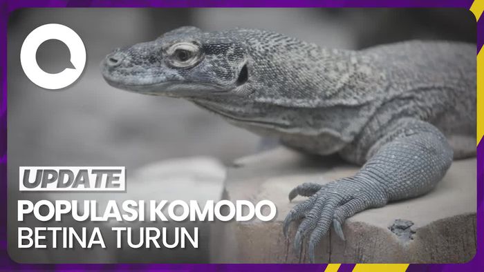 Populasi Komodo Betina di Indonesia Mulai Turun