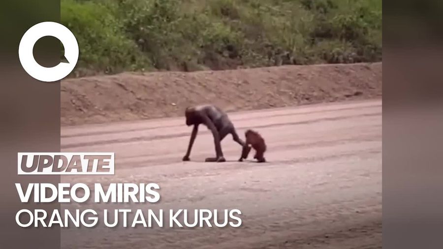 Viral Video Orang Utan Kurus, Ternyata Lokasinya di Kutai Timur
