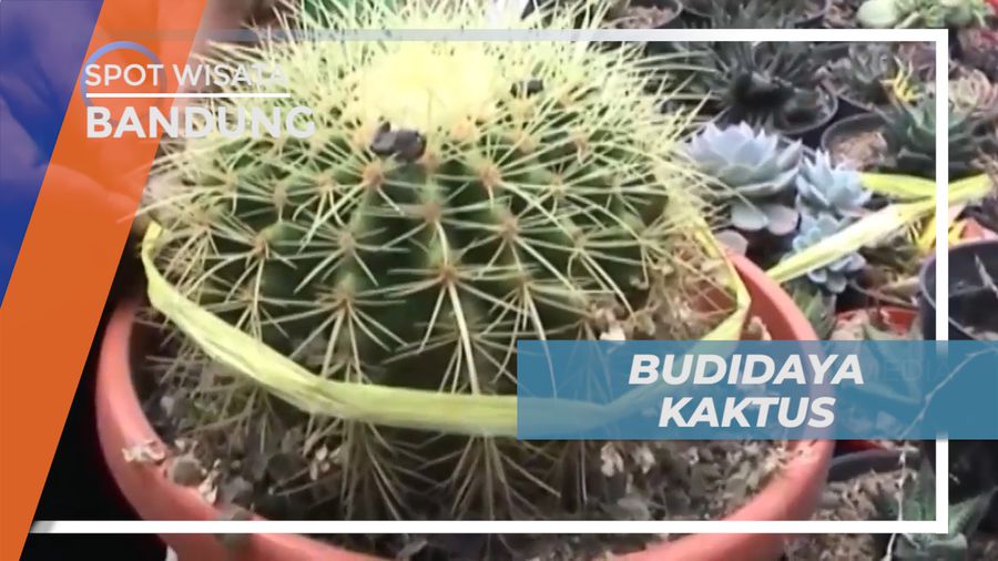Meraup Untung dari Budidaya Kaktus di Kota Bandung