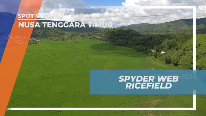 Lodok, Uniknya Bentuk Sawah Desa Cancar yang Menyerupai Jaring Laba-laba, Nusa Tenggara Timur