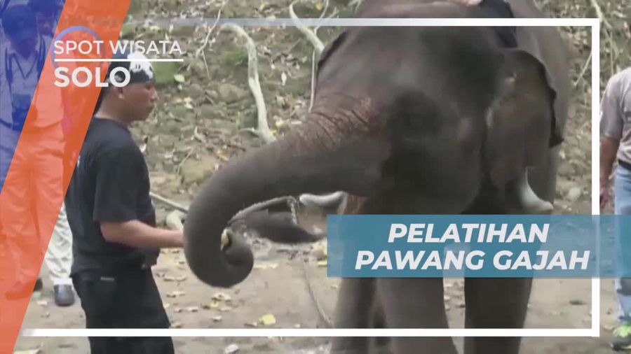 Pelatihan Gajah Bersama 27 Lembaga Konservasi, Taman Satwa Jurug Solo