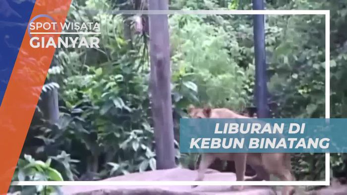 Berinteraksi Langsung Dengan Satwa di Kebun Binatang Gianyar