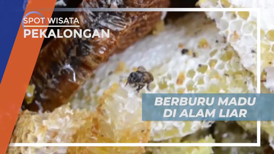 Menggunakan Perlengkapan Panjat Tebing Berburu Madu di Pekalongan