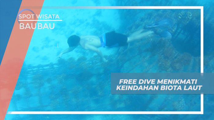 Free Dive Sedalam Sepuluh Meter, Melihat Dari Dekat Keindahan Biota Laut Baubau