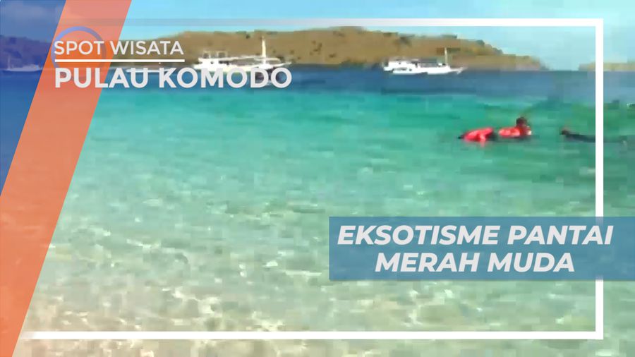 Menikmati Eksotisme Keindahan Pantai Merah Muda Pulau Komodo
