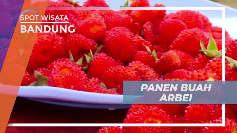 Budidaya Buah Arbei Untuk Wisata Petik Pangalengan Bandung