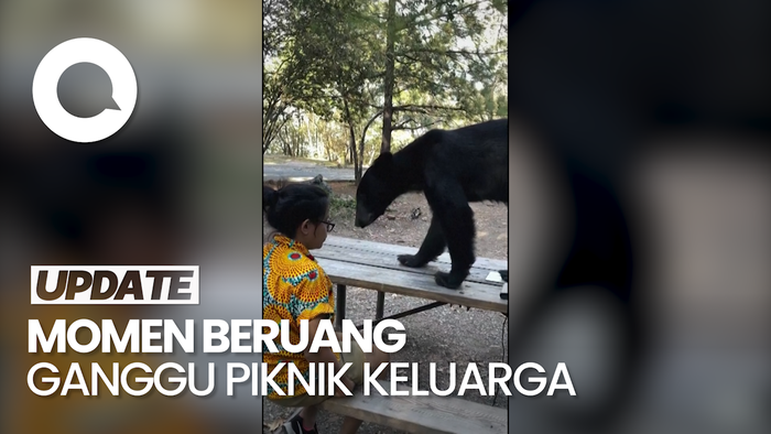 Seekor Beruang Ganggu Piknik Keluarga di Meksiko, Rebut Bekal Makanan