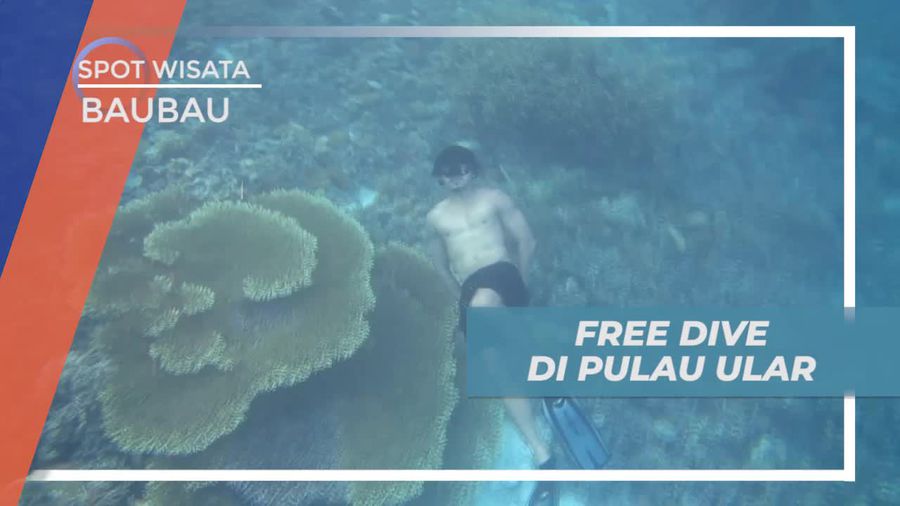 Free Dive Melihat Aneka Biota Laut Eksotis di Pulau Ular Baubau