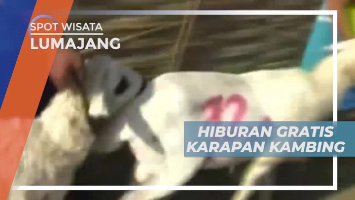 Karapan Kambing, Ajang Silaturahmi Para Peternak di Lumajang