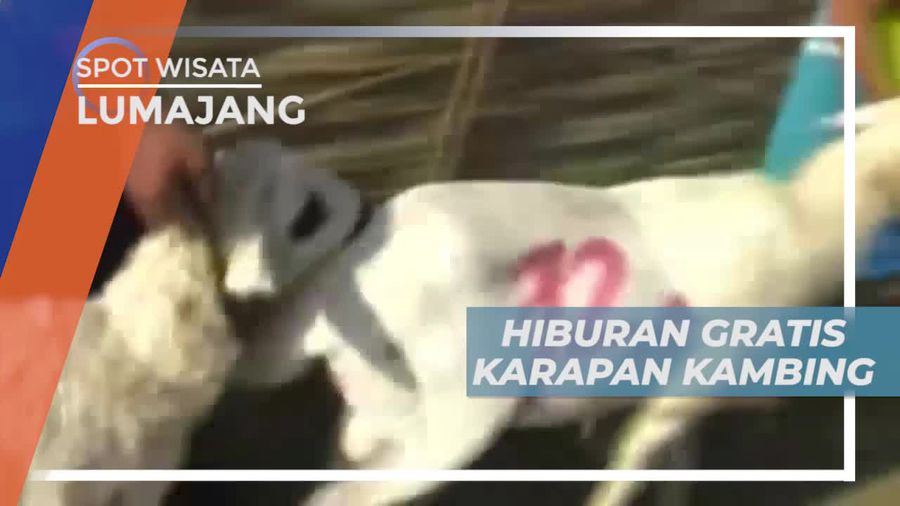 Karapan Kambing, Ajang Silaturahmi Para Peternak di Lumajang