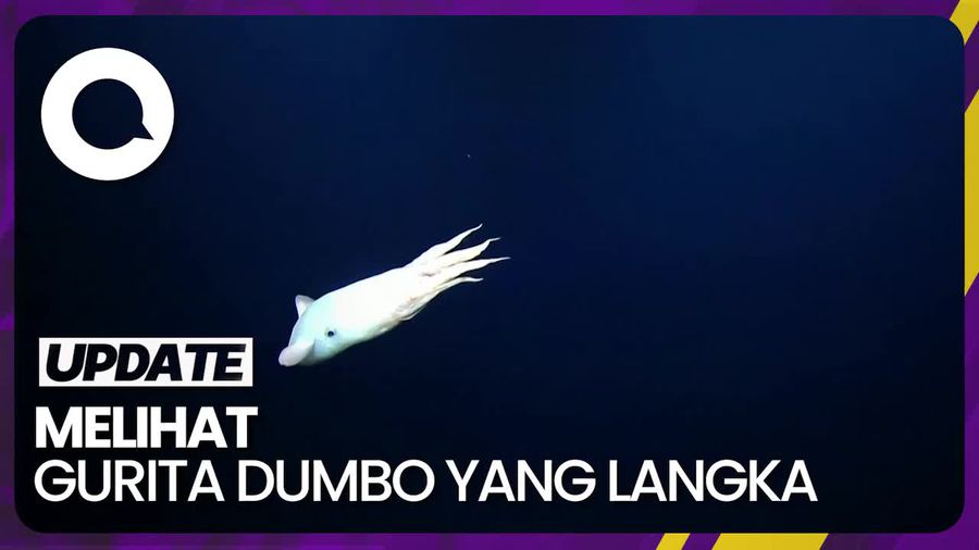 Penampakan Gurita Dumbo yang Mirip Karakter Disney