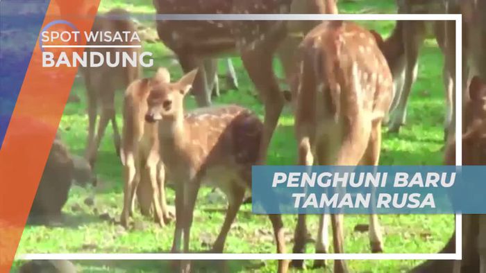Melihat 5 Rusa Penghuni Baru Taman Pemerintah Kabupaten Bandung