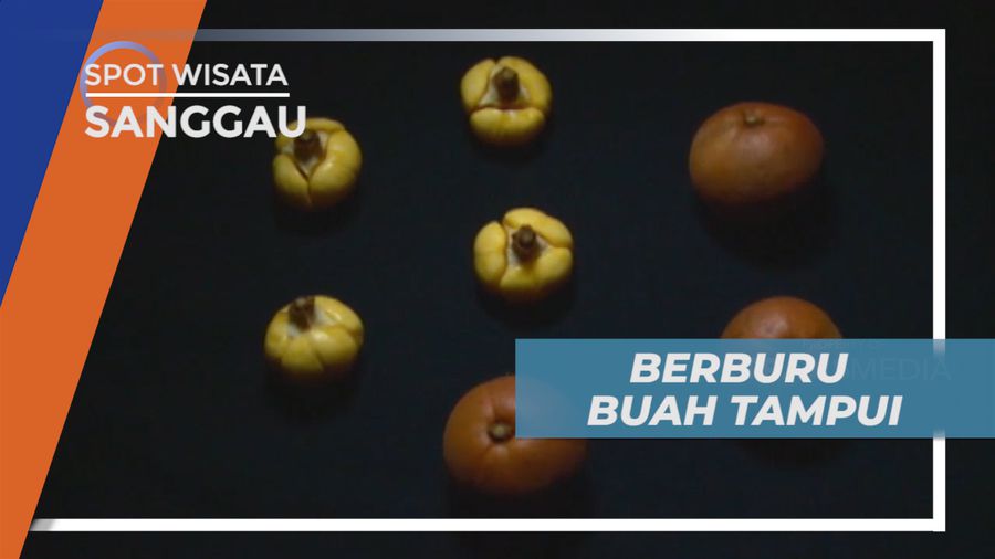 Buah Tampui, Aset Kekayaan Flora Hutan Indonesia yang Hampir Punah, Sanggau