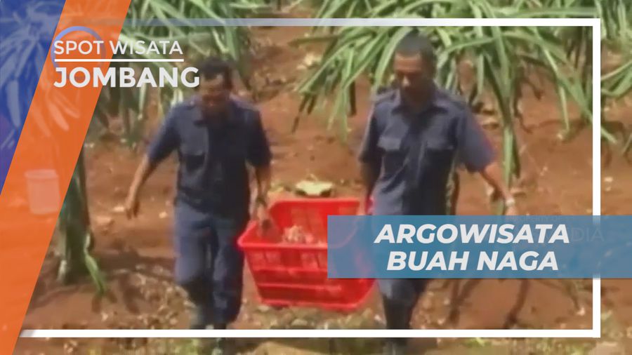 Berkunjung ke Agrowisata Buah Naga di Kaki Gunung Anjasmoro Jombang