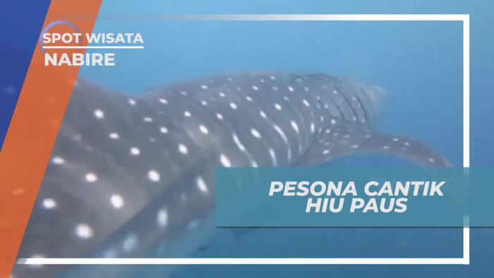 Melihat 7 Hiu Paus di Teluk Cendrawasih Nabire Papua