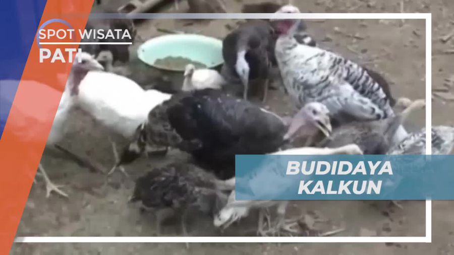 Berkunjung ke Tempat Budidaya Kalkun di Pati