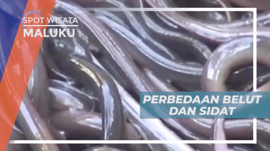 Mengenal Belut dan Sidat, Serupa Tapi Tak Sama, Tulehu Maluku Tengah