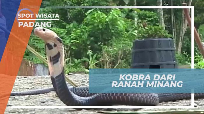 Berkenalan Dengan Kobra Dari Ranah Minang, Padang