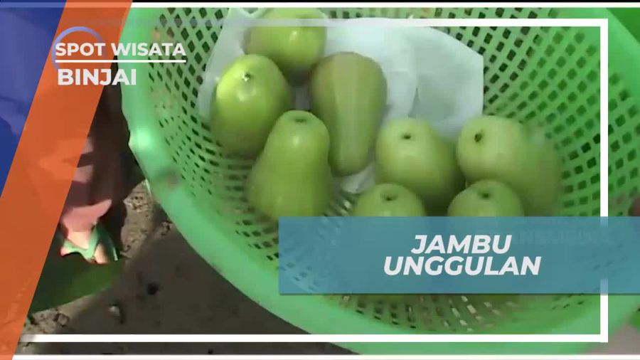 Jambu Madu Deli Hijau, Varietas Buah Unggulan di Binjai